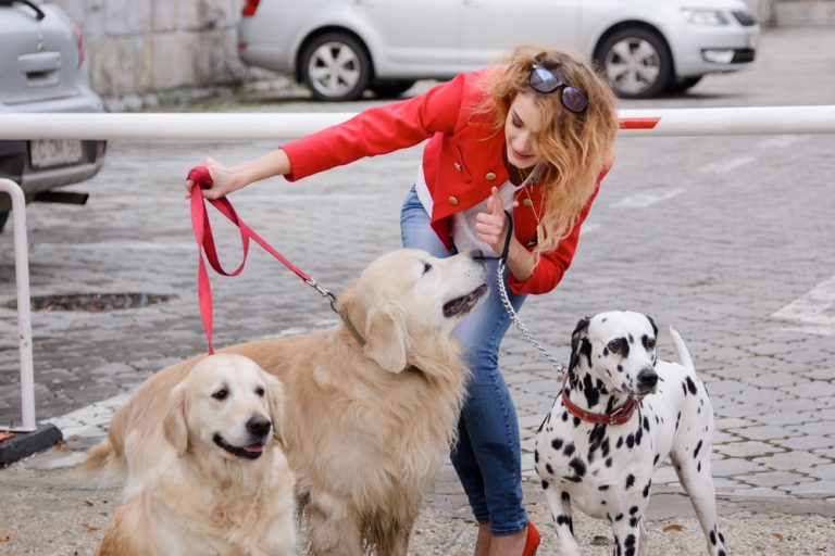 Dog Training Services