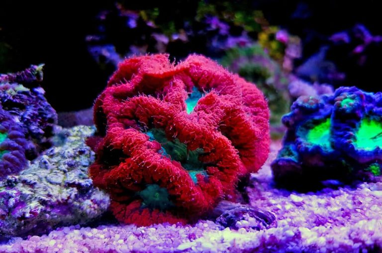 blastomussa corals for sale