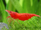 red shrimp aquarium