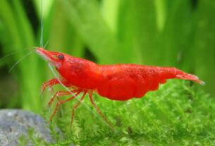 red shrimp aquarium