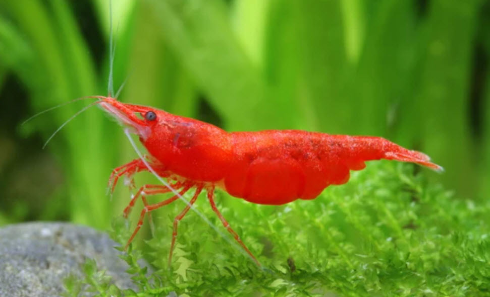 red shrimp aquarium
