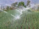 drip irrigation