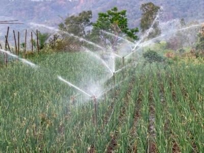 drip irrigation